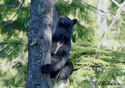 Ursus americanus